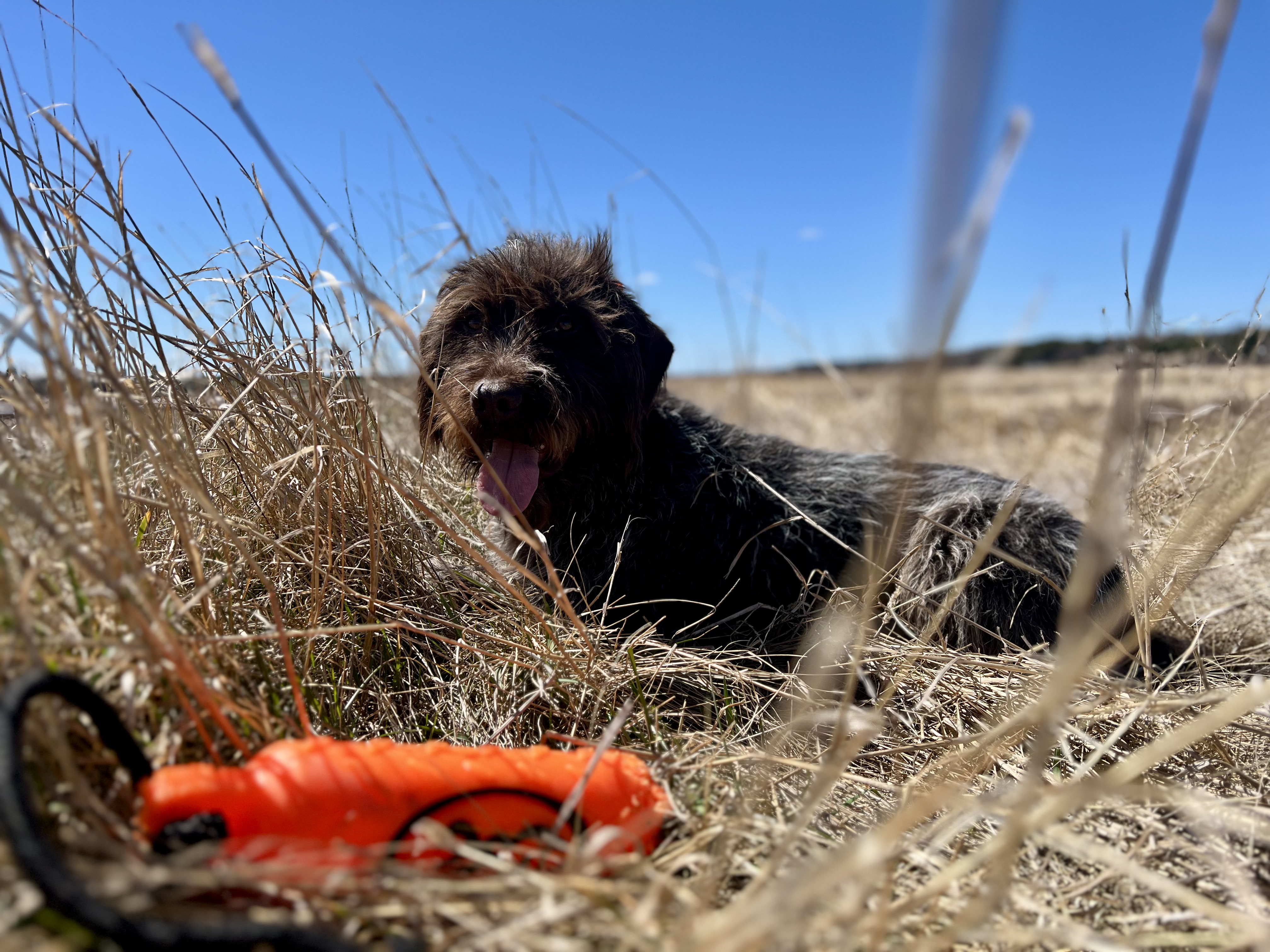 Upland Gun Dog in Cover